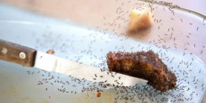 exterminando formigas