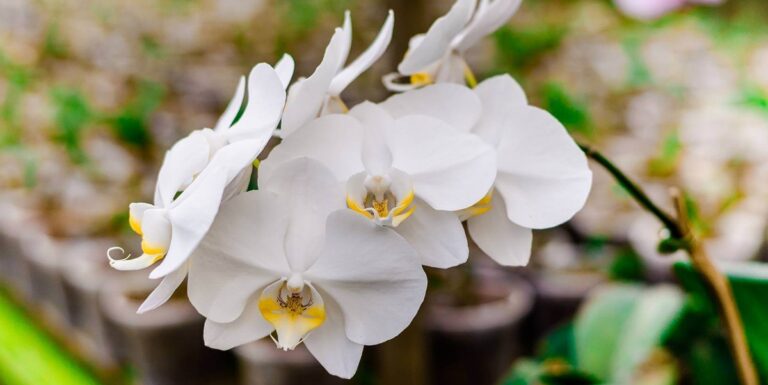 Dicas Infal Veis Para Florescer As Orqu Deas Elas V O Dar Muita Flor