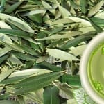 cha das folhas de oliveira