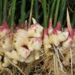 gengibre organico