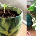 plantando limao na xicara