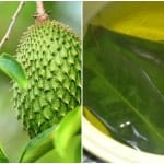 cha de graviola