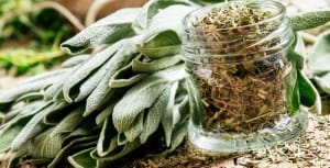 Salvia