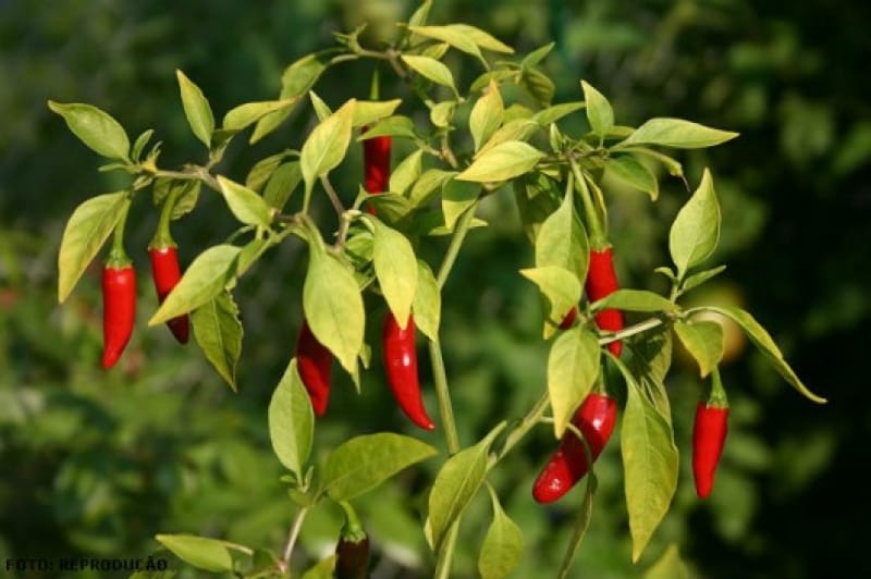 pimenta