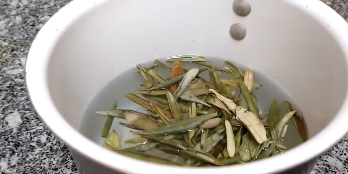 Folhas de oliveira propriedades e benefícios