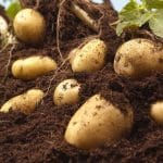 plantar batatas em casa
