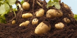 plantar batatas em casa