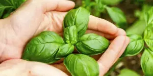 benefícios manjericão