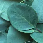 folhas de eucalipto