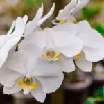 orquídeas
