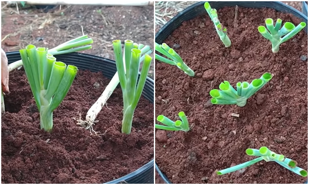 pantando cebolinha