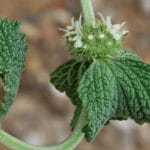 Planta medicinal marroio