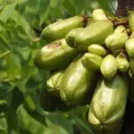 biribiri fruto exótico ou bilimbi