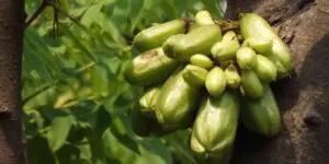 biribiri fruto exótico ou bilimbi